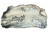 Mammoth Molar Slice With Case - South Carolina #291117-1